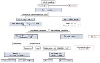 Chronic Immune-Mediated Orchitis Is the Major Cause of Acquired Non-obstructive Azoospermia in Dogs